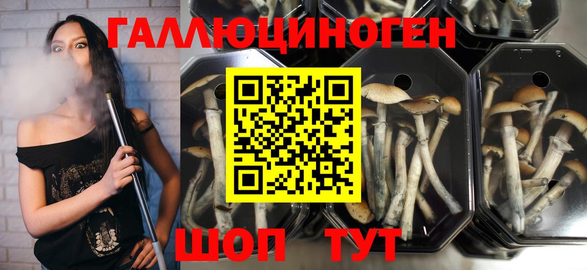 Галлюциногенные грибы Psilocybine cubensis Верхний Уфалей